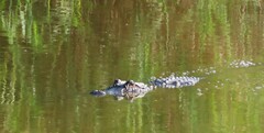Alligator mississippiensis
