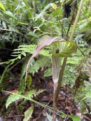 Arisaema polyphyllum