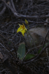 Caladenia flava