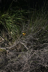 Diuris tinkeri