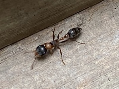 Pseudomyrmex gracilis