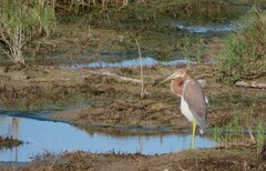 Egretta tricolor