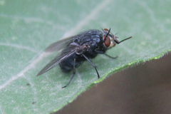 Calliphora vicina