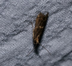 Mesciniadia infractalis