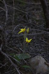Caladenia flava