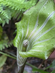 Arisaema polyphyllum