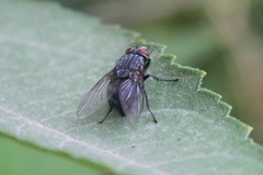Calliphora vicina