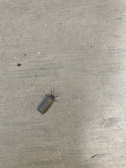 Insecta