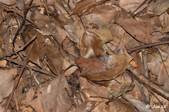 Polypedates megacephalus