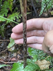 Arisaema polyphyllum