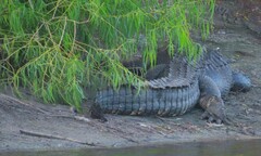 Alligator mississippiensis
