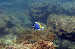 Acanthurus leucosternon