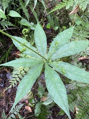 Arisaema polyphyllum