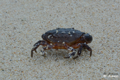 Epixanthus frontalis