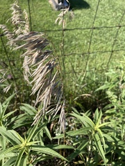 Bromus inermis