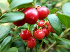 Vaccinium vitis-idaea