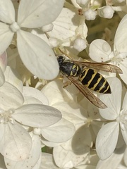 Vespula maculifrons