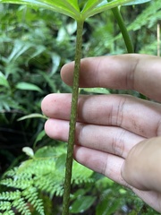Arisaema polyphyllum