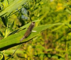 Parapediasia teterrellus