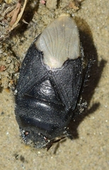 Cydnus aterrimus