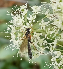 Pimpla rufipes