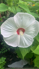 Hibiscus moscheutos