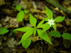 Lysimachia borealis