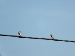 Carduelis carduelis