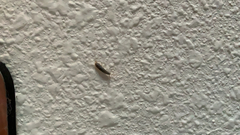 Lepismatidae