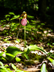 Cypripedium acaule
