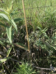 Bromus inermis