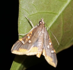Prophantis adusta