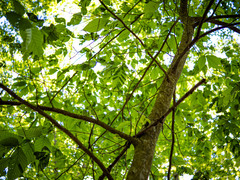 Litylenchus crenatae