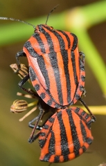 Graphosoma italicum italicum