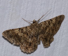 Racotis boarmiaria