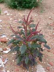 Amaranthus hypochondriacus