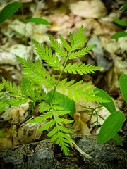 Botrypus virginianus