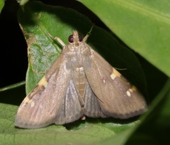 Rehimena phrynealis
