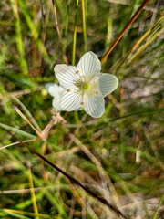 Parnassia glauca