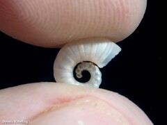 Spirula spirula