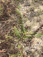 Comptonia peregrina
