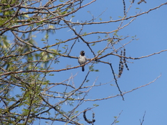 Spermestes cucullata scutata