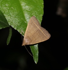 Simplicia cornicalis