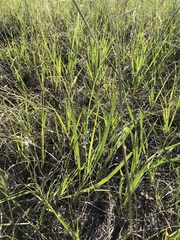 Bromus inermis