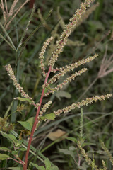 Amaranthus spinosus