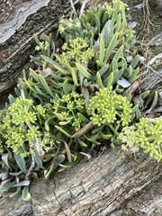 Crithmum maritimum