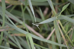 Platyptilia