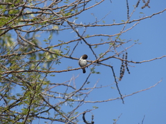 Spermestes cucullata scutata