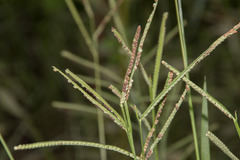 Paspalum orbiculare