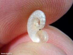 Spirula spirula